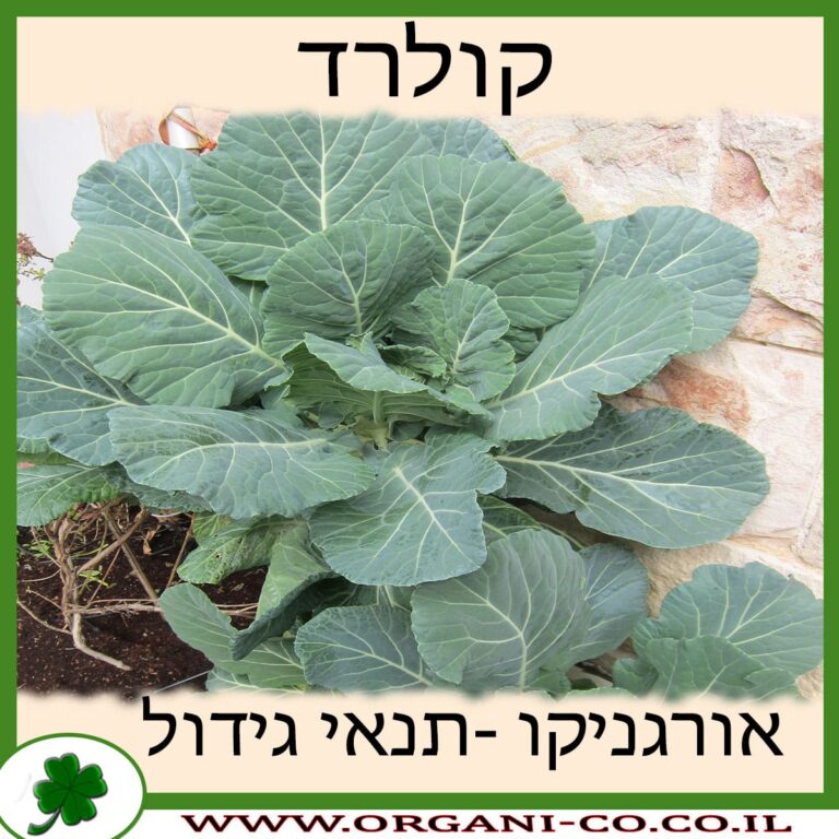 קולרד קולרד גידול צמח