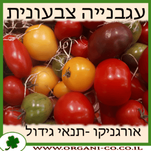 עגבנייה צבעונית גידול צמח