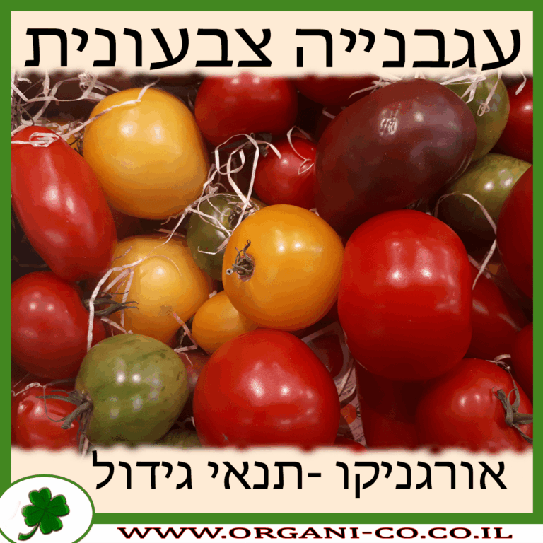 עגבנייה צבעונית עגבנייה צבעונית גידול צמח