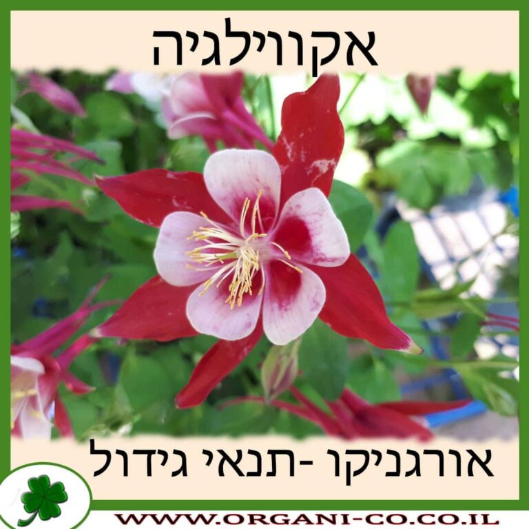 אקווילגיה אקווילגיה