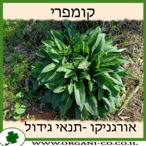 קומפרי