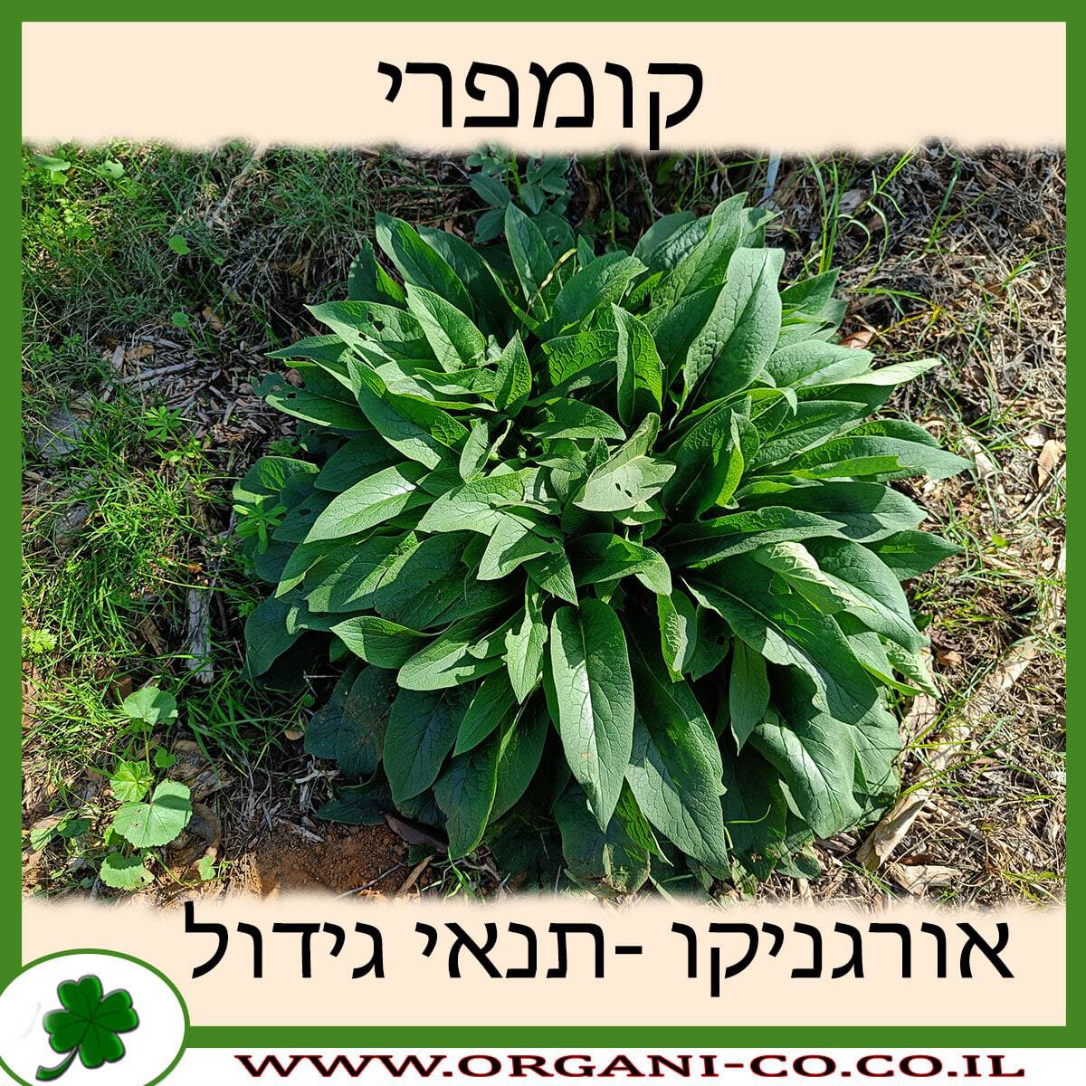 קומפרי