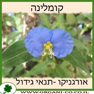 קומלינה