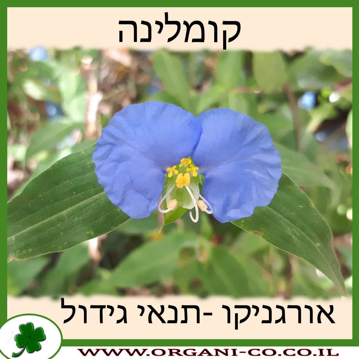 קומלינה