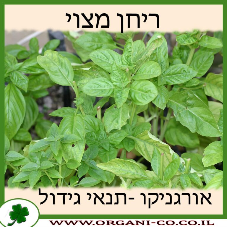 ריחן מצוי ריחן מצוי