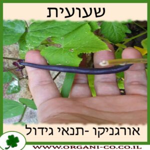 שעועית גידול צמח