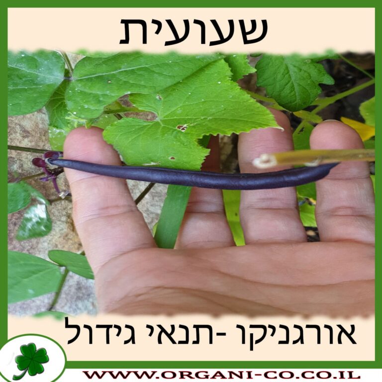 שעועית צמח שעועית גידול צמח