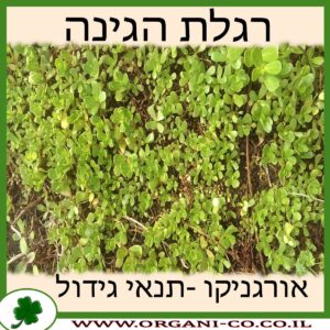 רגלת הגינה גידול צמח