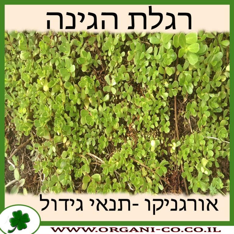רגלת הגינה רגלת הגינה גידול צמח