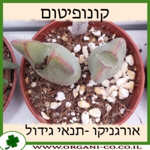 קונופיטום