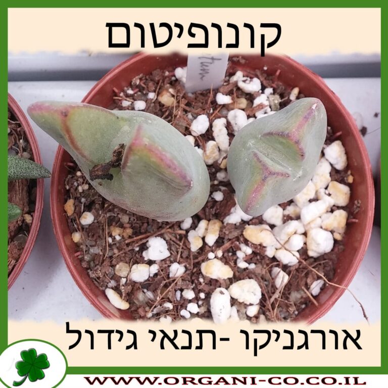 קונופיטום קונופיטום