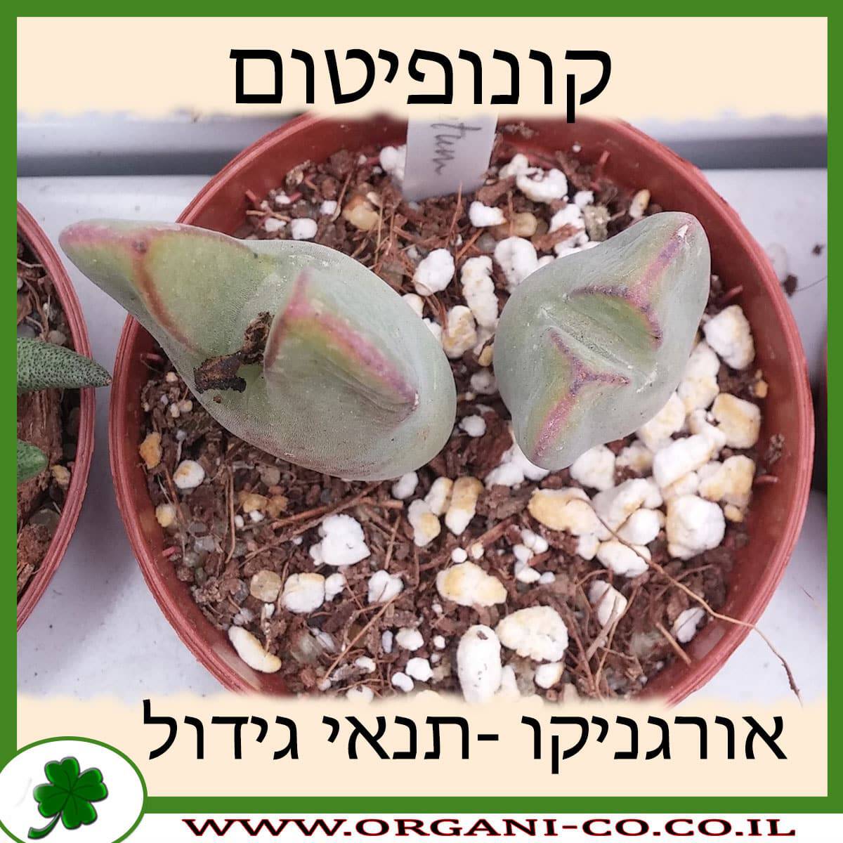 קונופיטום