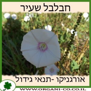 חבלבל שעיר