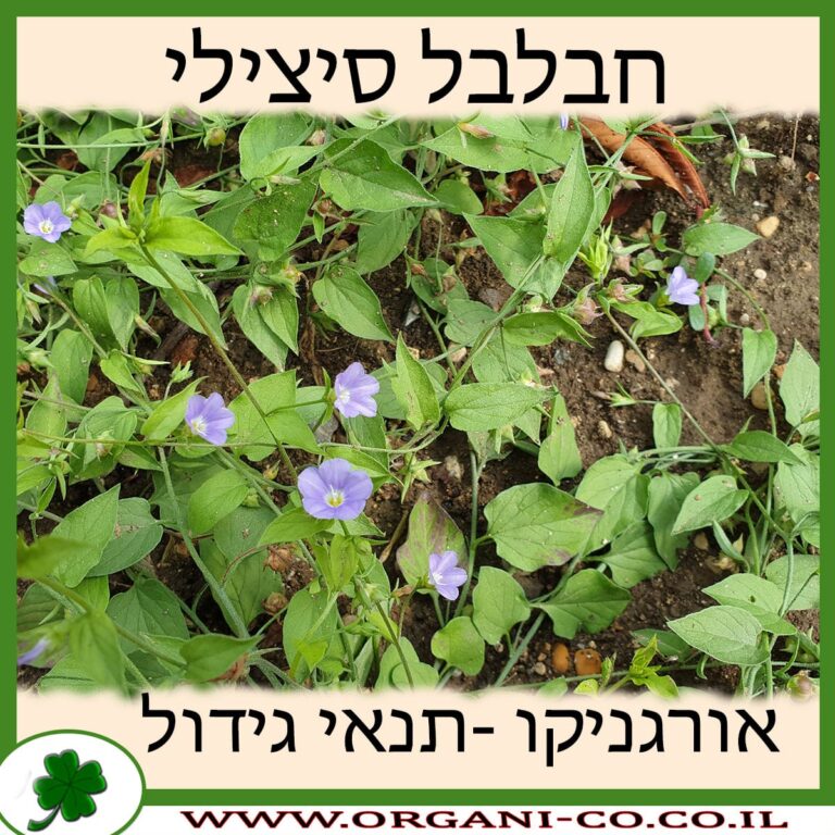חבלבל סיצילי