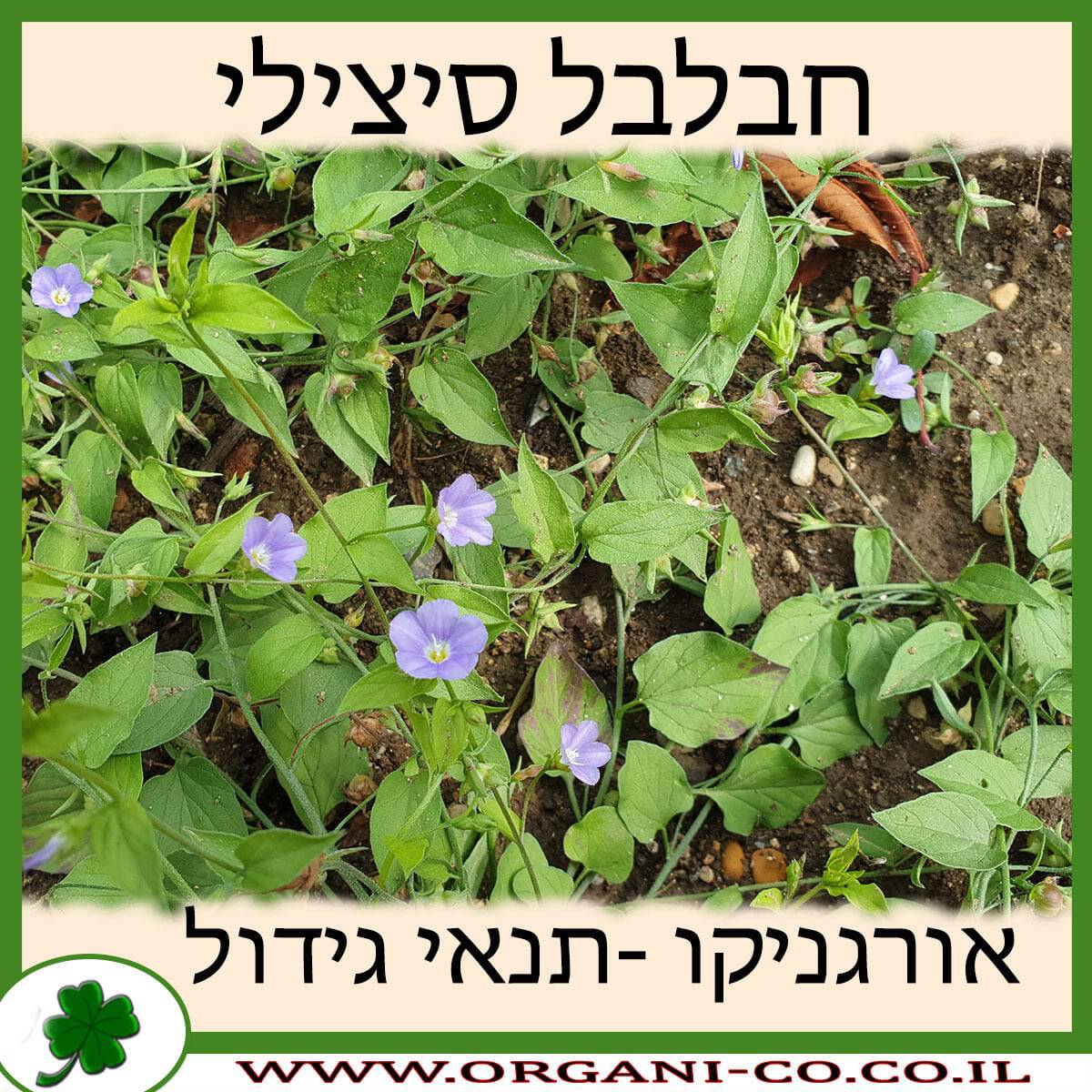חבלבל סיצילי