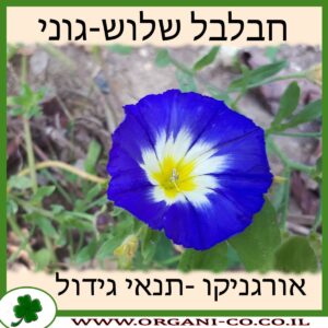 חבלבל שלוש-גוני