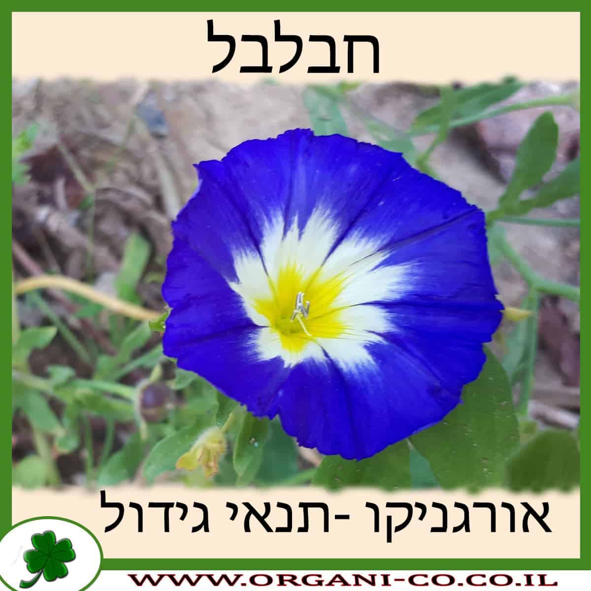 חבלבל