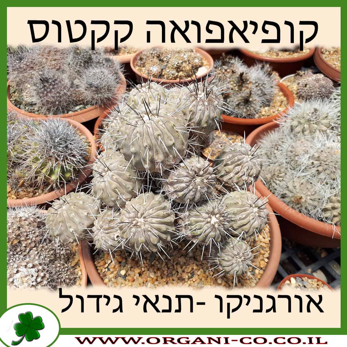 קופיאפואה קקטוס