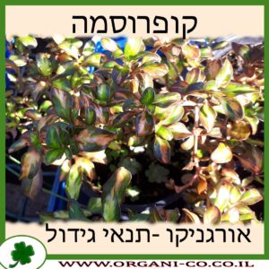 קופרוסמה