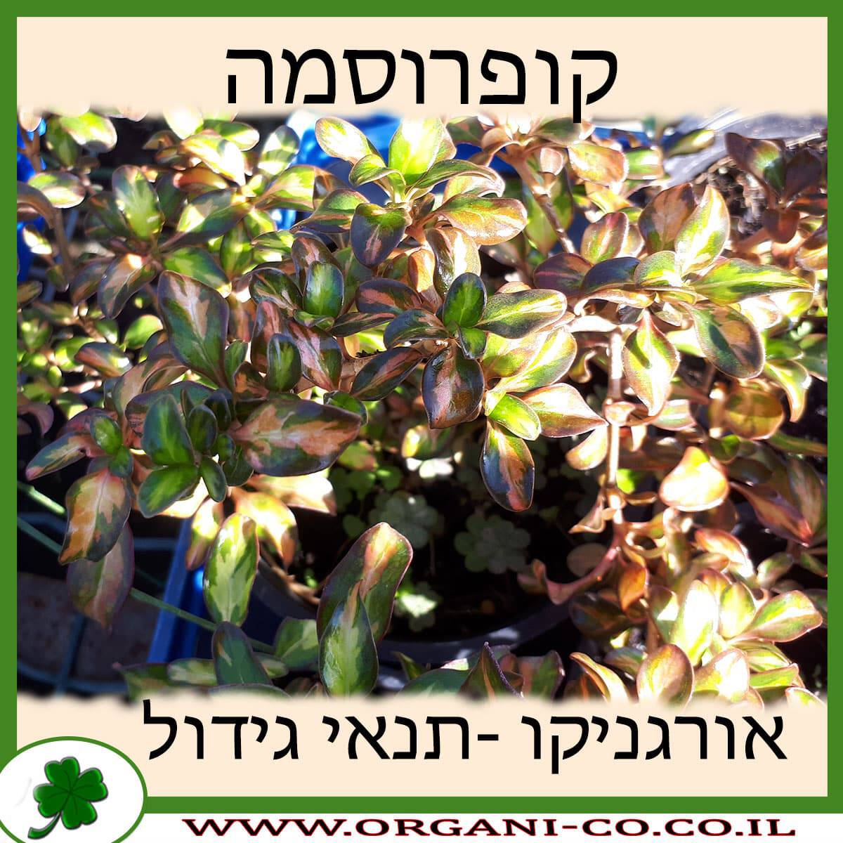קופרוסמה