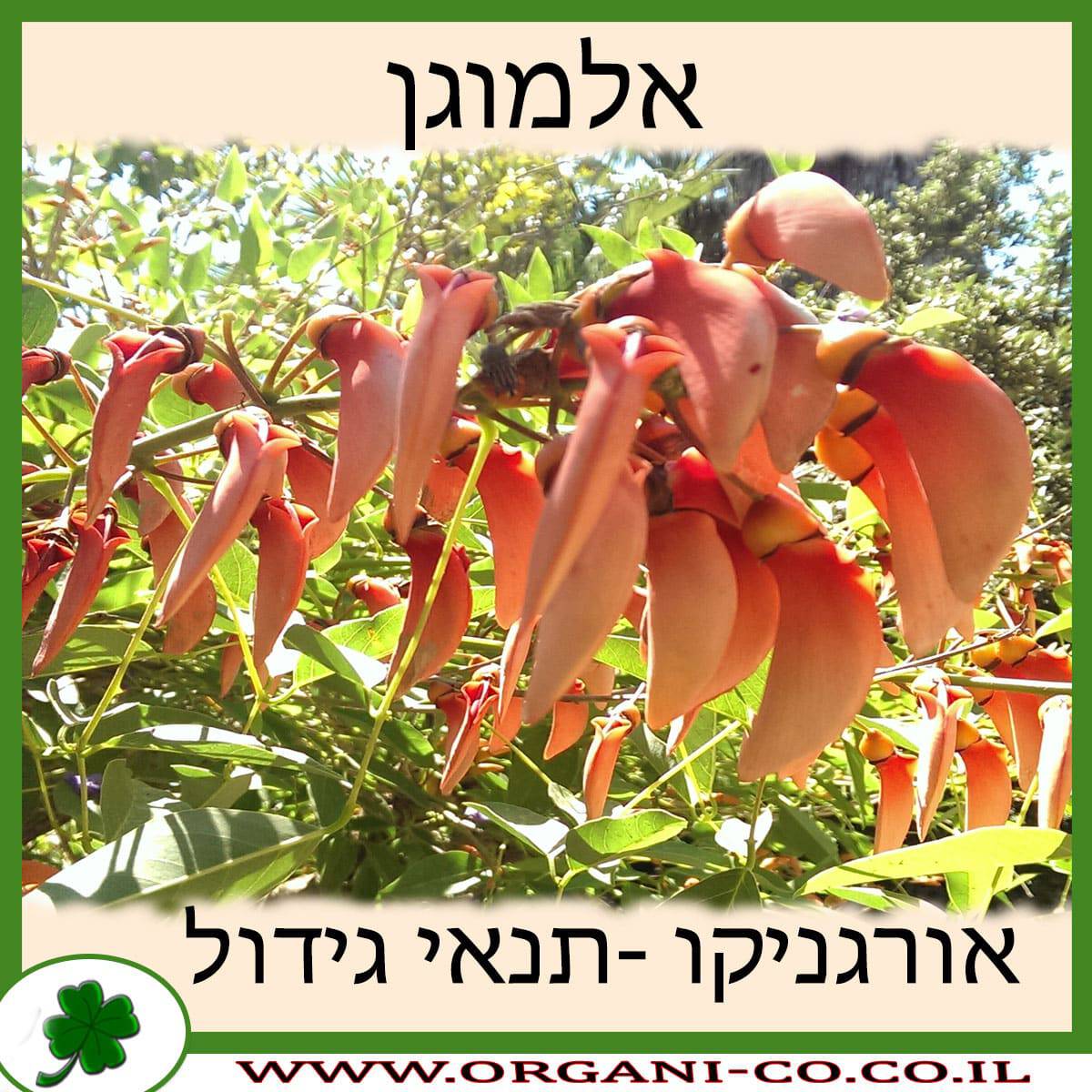 אלמוגן