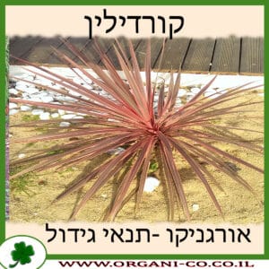 קורדילין