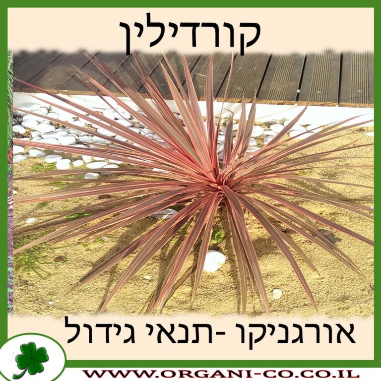 קורדילין קורדילין