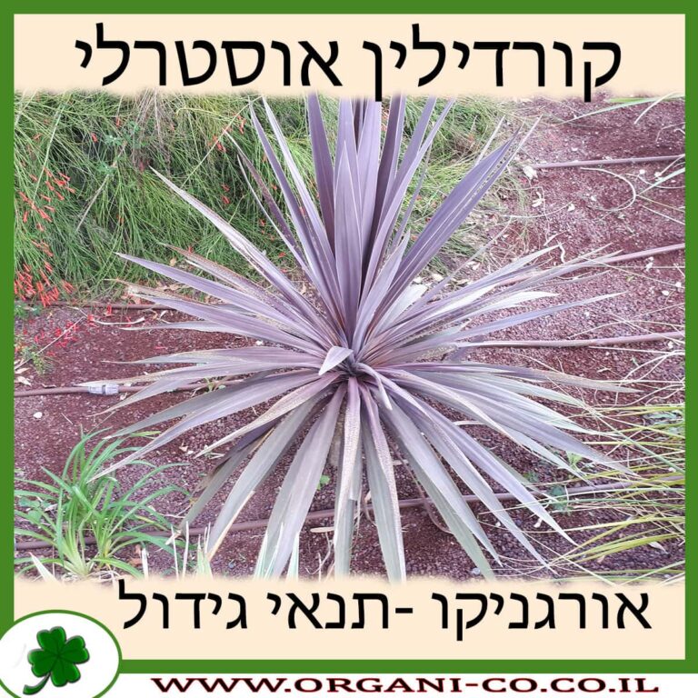 קורדילין אוסטרלי קורדילין אוסטרלי