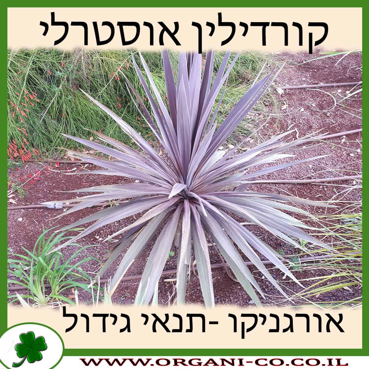 קורדילין אוסטרלי