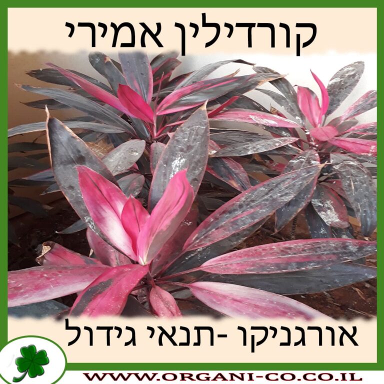 קורדילין אמירי קורדילין אמירי