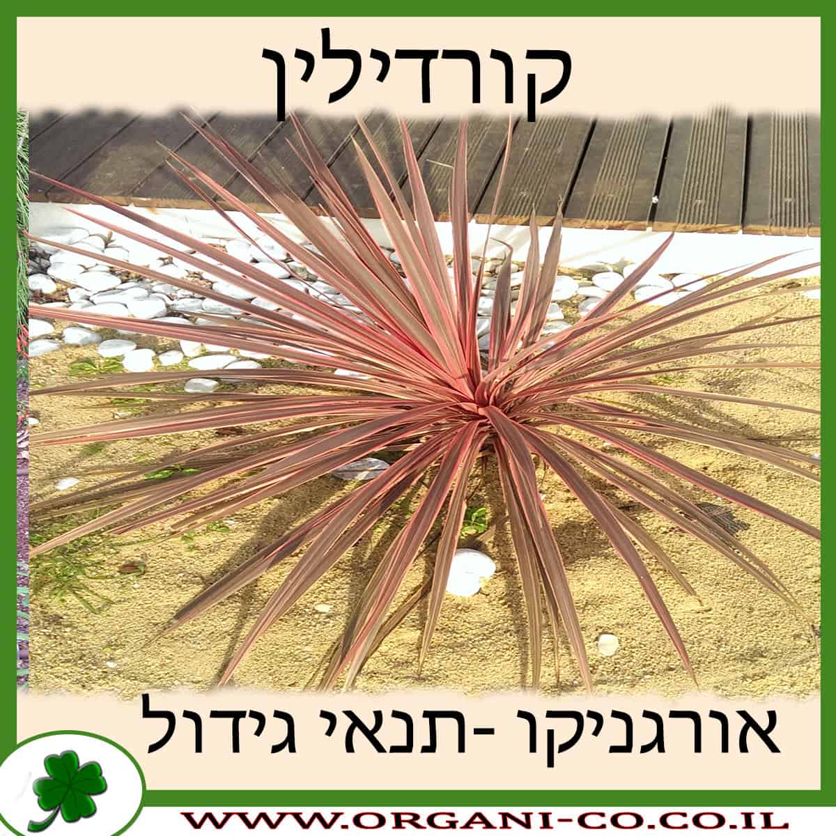 קורדילין