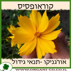 קוראופסיס