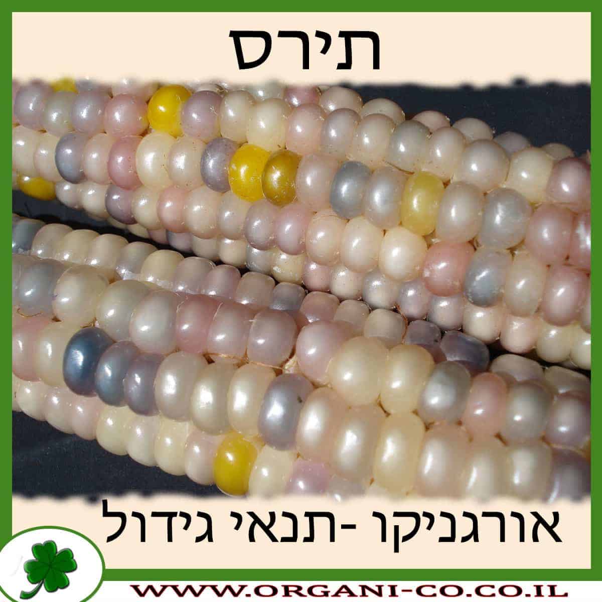 תירס גידול צמח