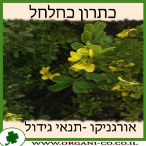 כתרון כחלחל