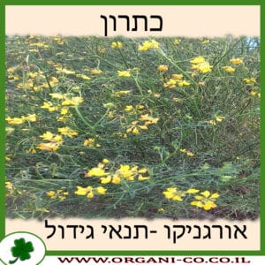 כתרון