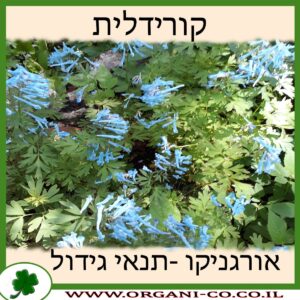 קורידלית