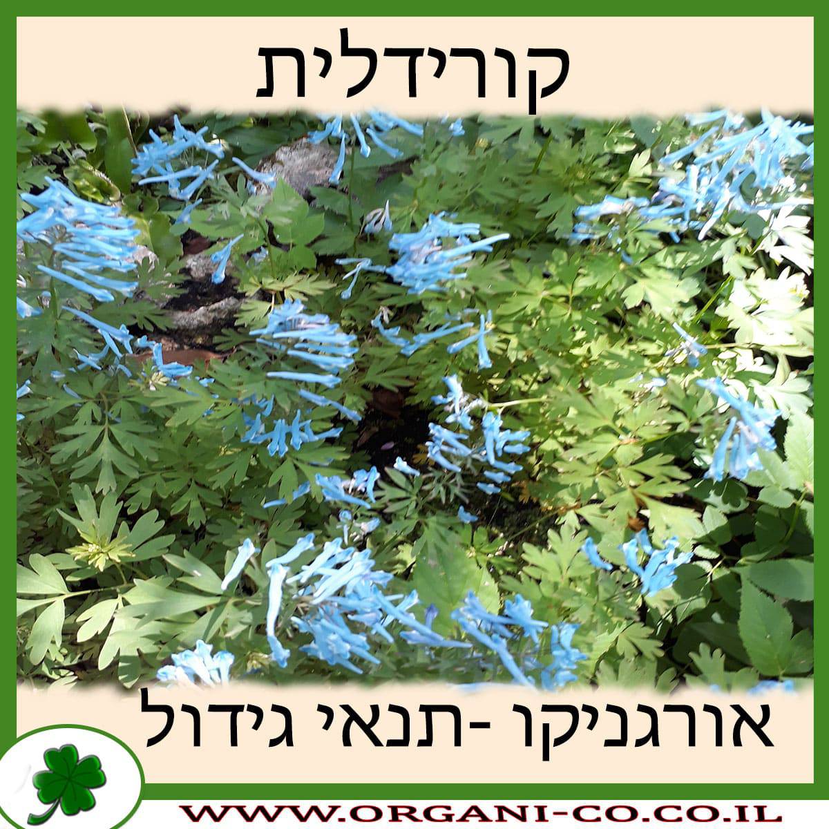 קורידלית