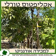 אקליפטוס טוראלי למכירה - מחיר