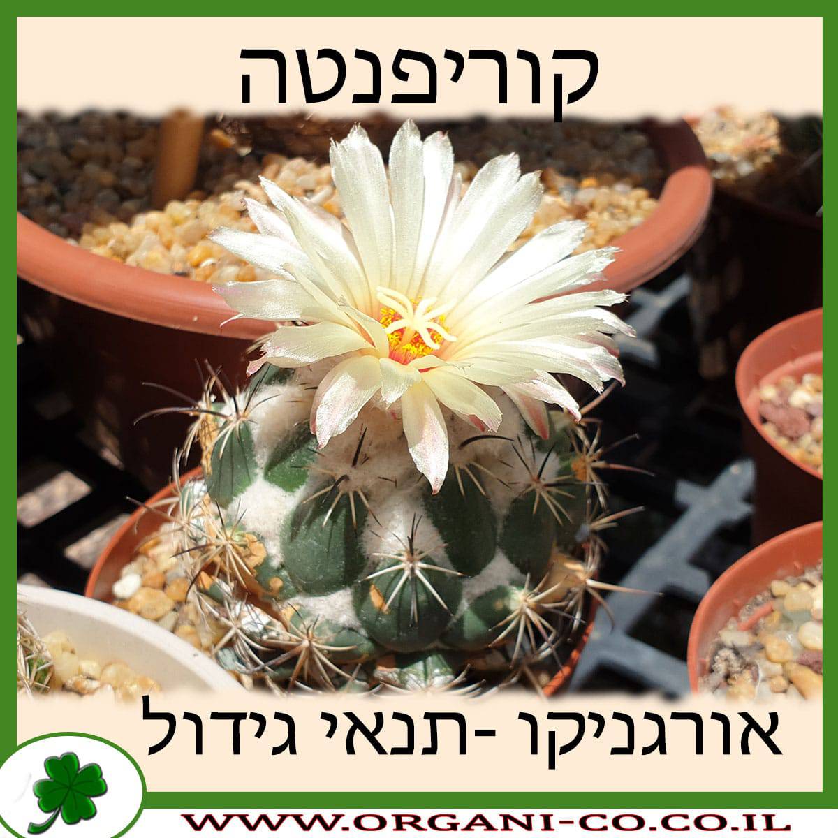 קוריפנטה
