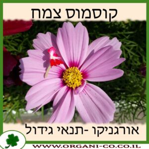 קוסמוס צמח