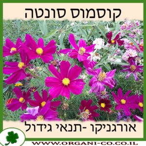 קוסמוס סונטה