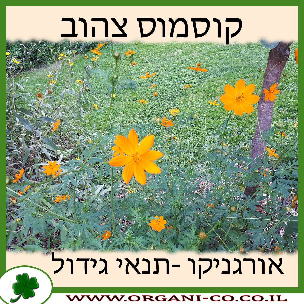 קוסמוס צהוב