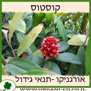 קוסטוס