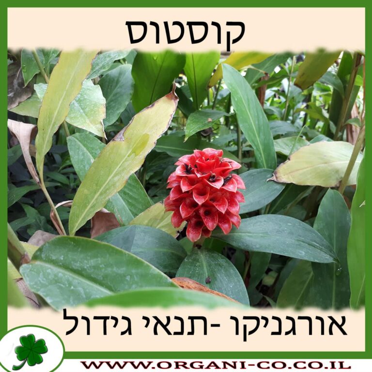 קוסטוס קוסטוס