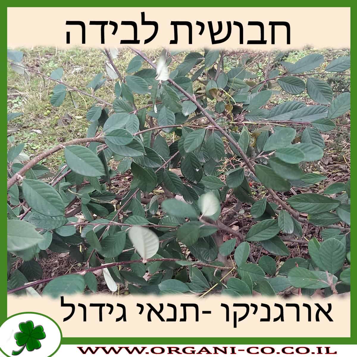 חבושית לבידה