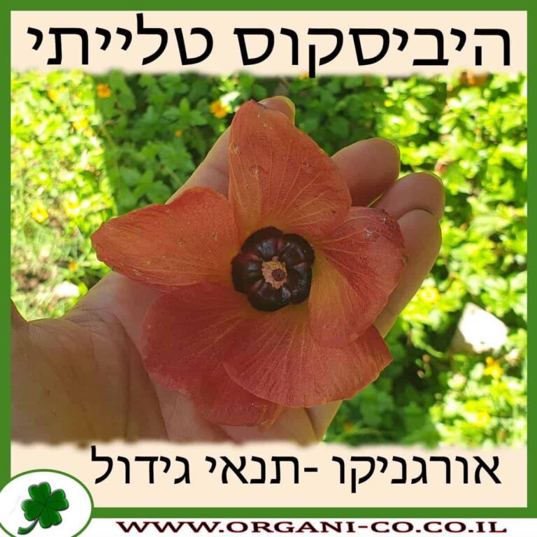 היביסקוס סתריה היביסקוס טלייתי גידול צמח
