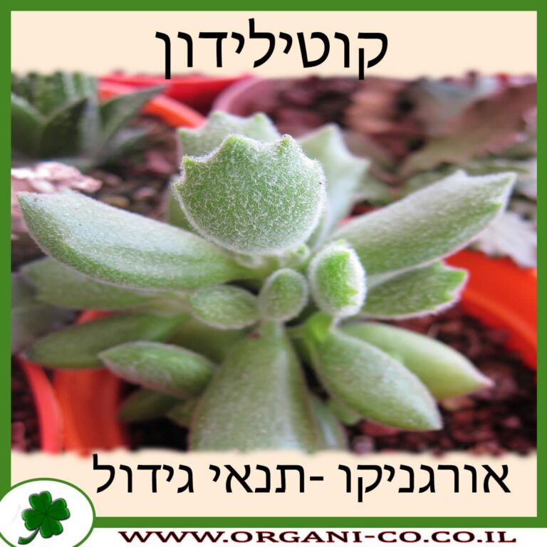 קוטילידון