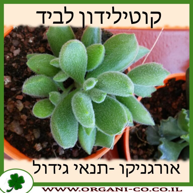קוטילידון לביד