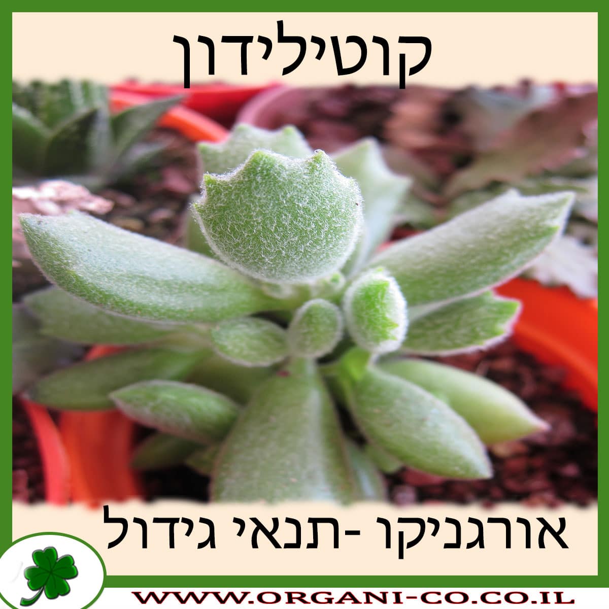 קוטילידון