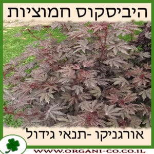 היביסקוס חמוציות גידול צמח